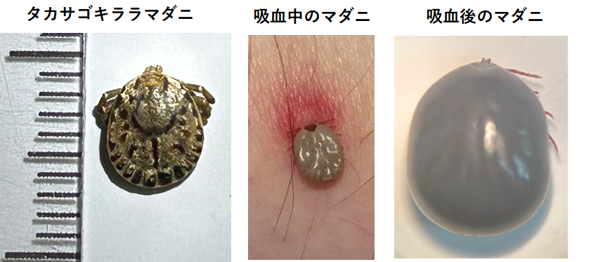 マダニ写真.png