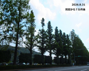 4_剪定から7カ月後.JPG