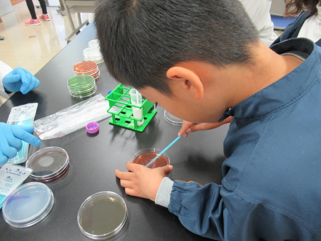 微生物検査体験