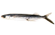 あご(とびうお)の画像