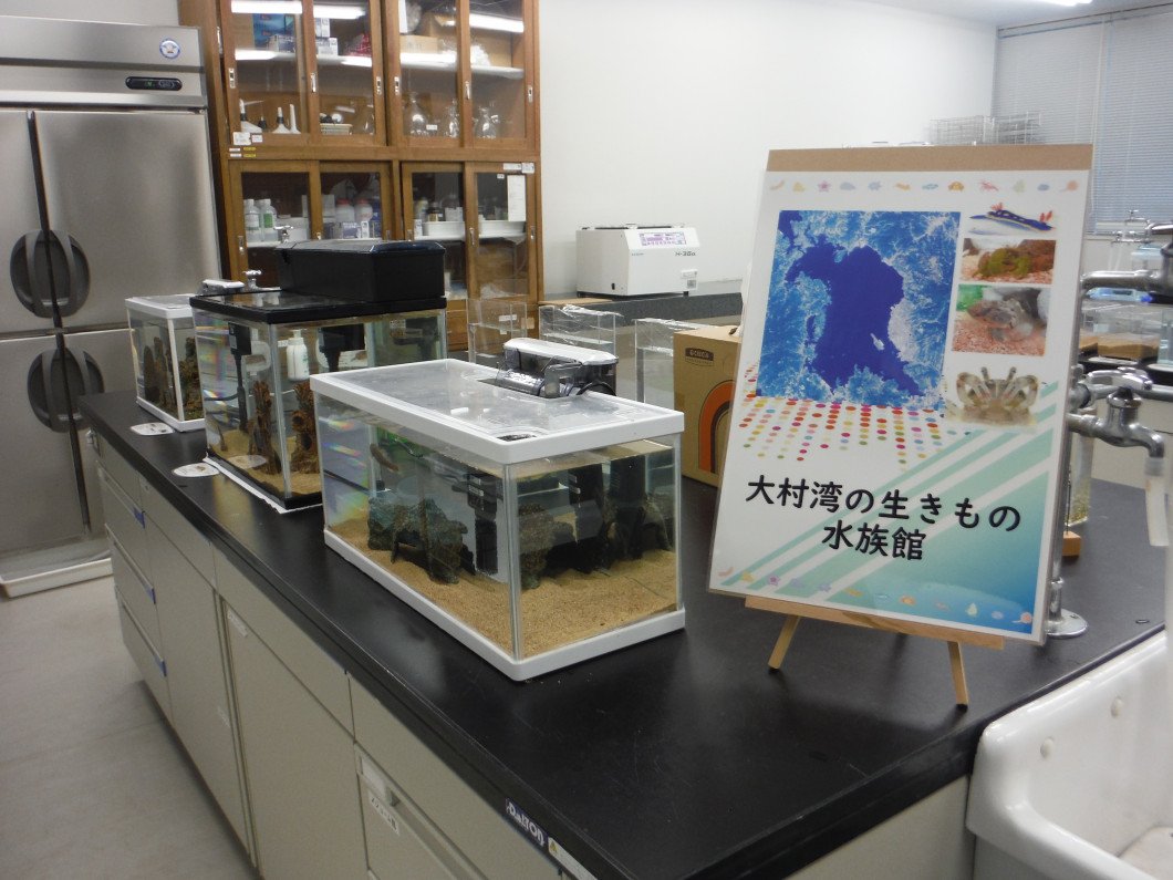 大村湾の生き物の展示の様子